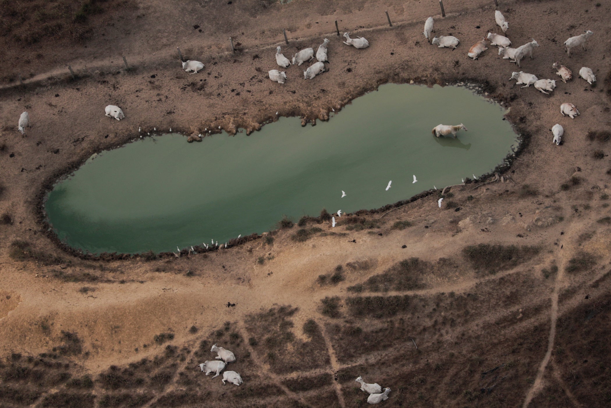 Une vue aérienne d’une mare d’eau entourée de bétail dans une zone déboisée de l'Amazonie, près de Porto Velho (État de Rondonia) au Brésil, le 14 août 2020. 