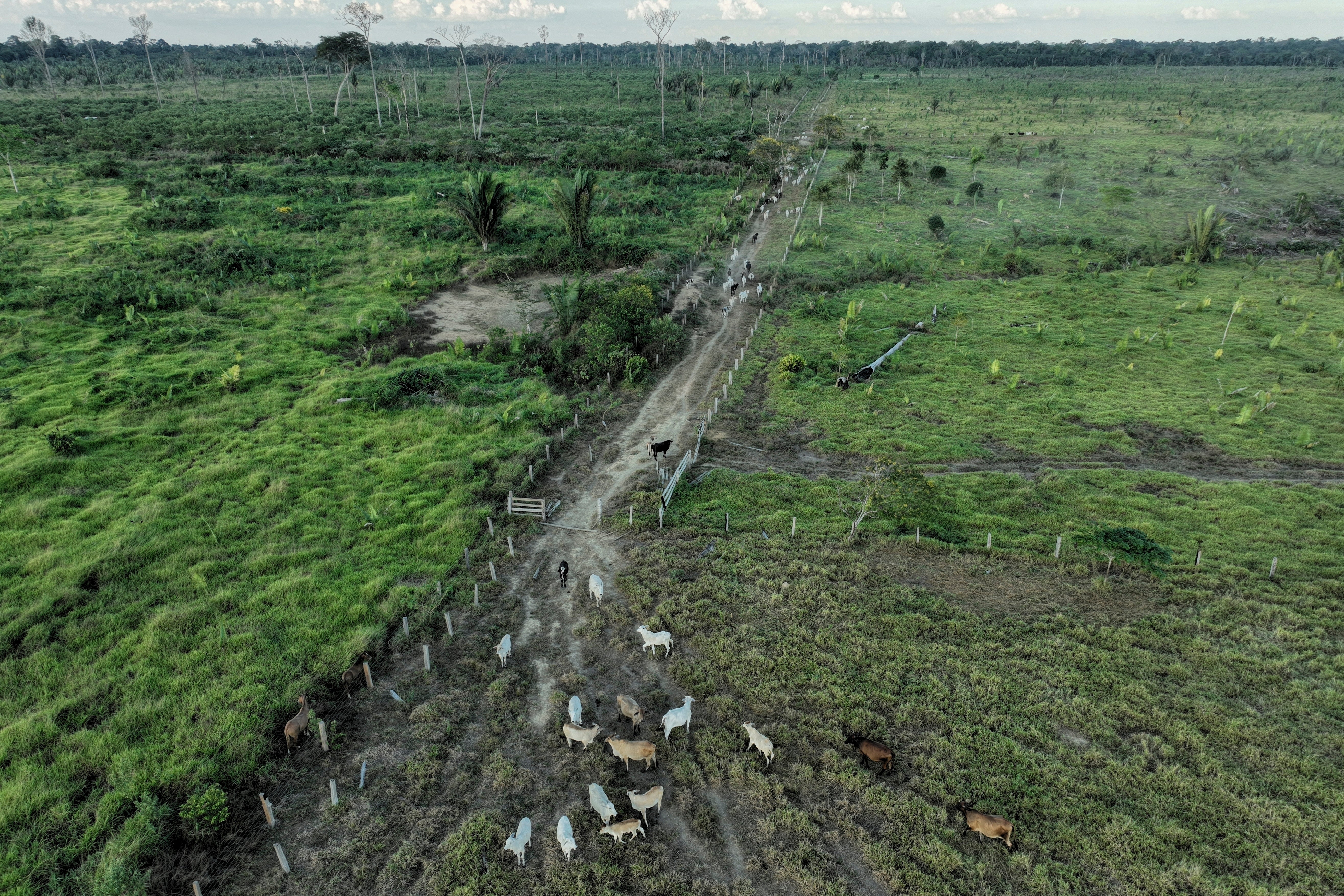Gado caminha por uma área desmatada ilegalmente em uma reserva extrativista perto de Jaci-Paraná, estado de Rondônia, Brasil, 12 de julho de 2023.