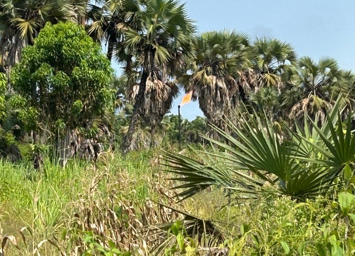 Site de torchage vertical à Mibale, en République démocratique du Congo