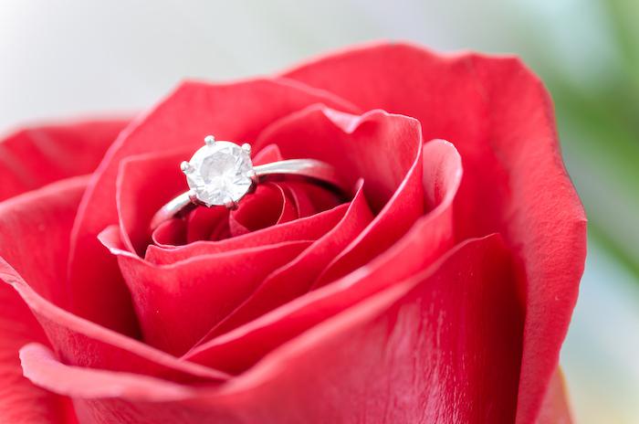 Flower Rose