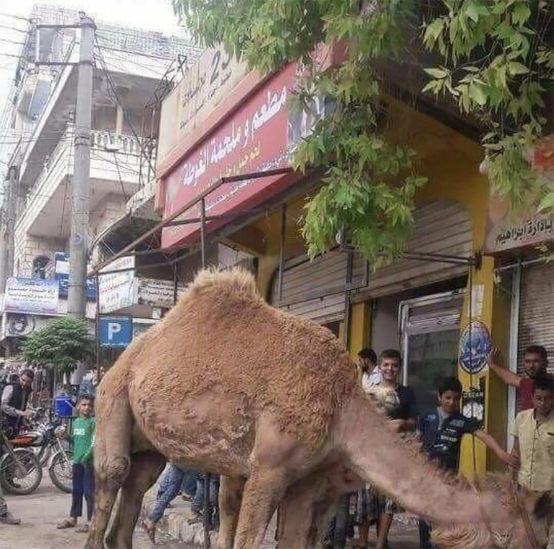 جمل  أمام الاستديو العائد إلى حسين بعد أن تحوّل إلى ملحمة. © 2018 خاص 