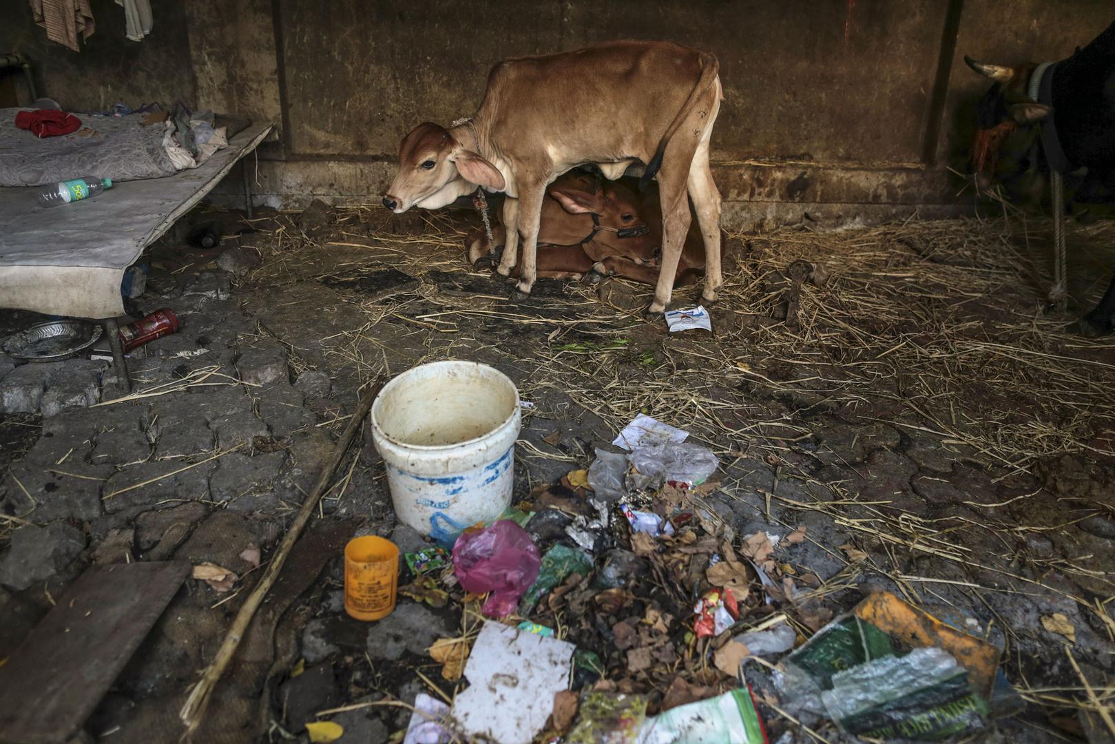 मुंबई की एक गौशाला में बछड़ा, मार्च 2015. 