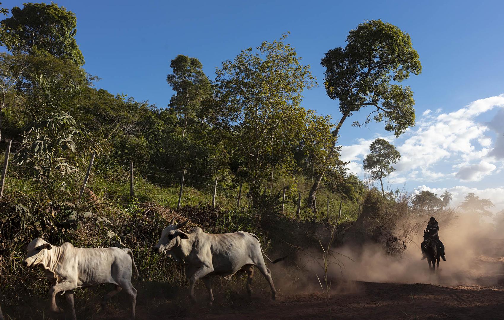 201909AME_Brazil_Rainforest_Defenders_photo
