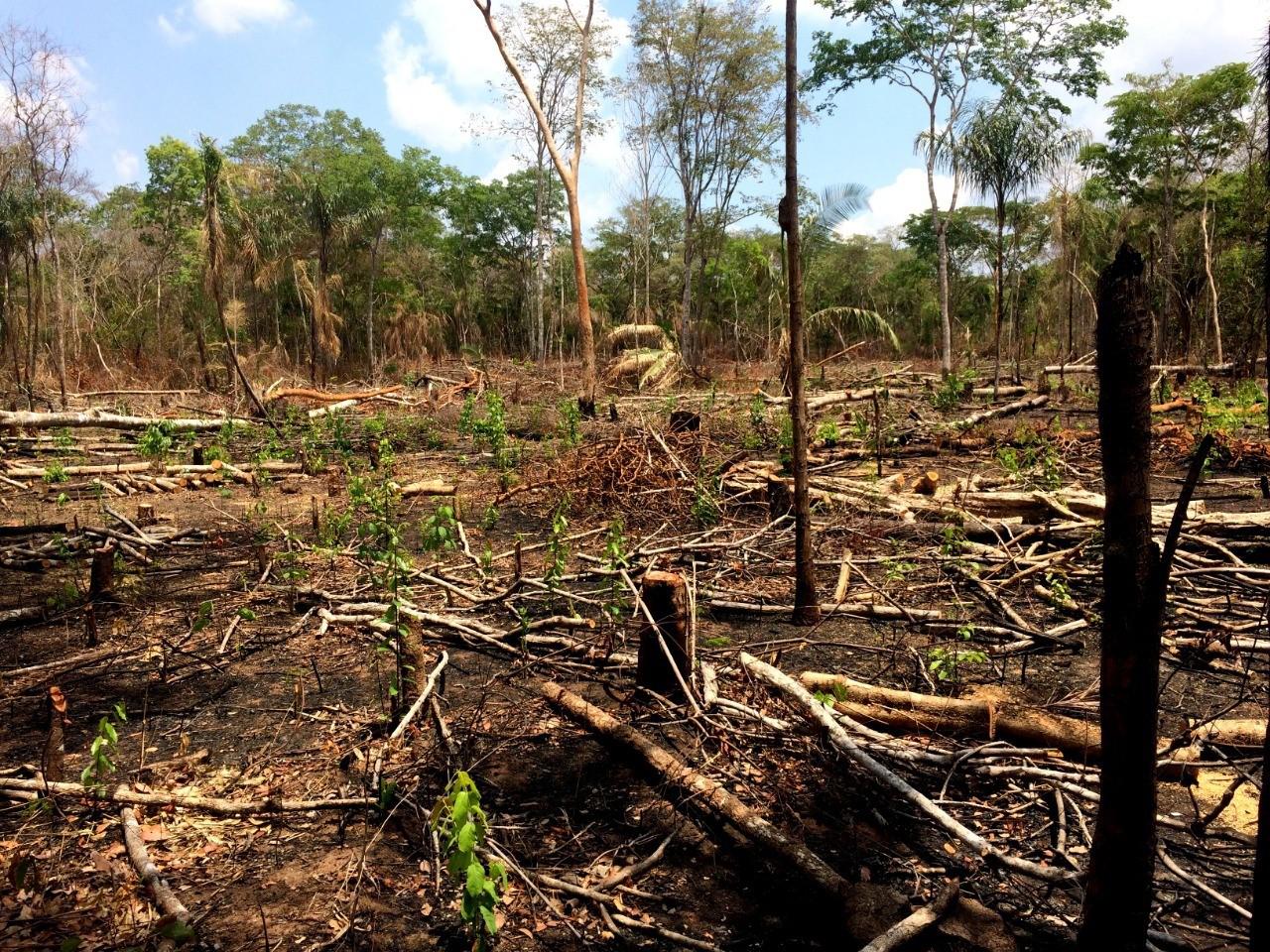 Área desmatada dentro da Terra Indígena Governador
