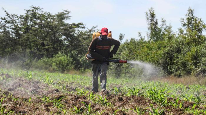 A man sprays pesticides at a maize farm in Nakuru, Kenya, April 28, 2020. © 2020 Sipa via AP Images