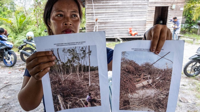An Indigenous Dayak villager shows pictures of her rubber plantation destroyed by an industrial logging company