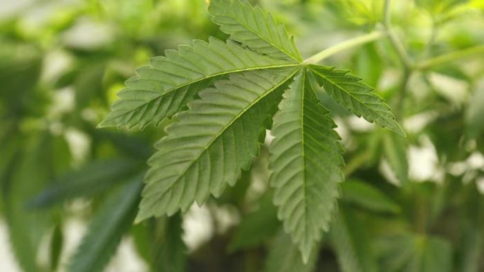 A marijuana plant is seen at a grow operation in Denver, Colorado December 31, 2013.