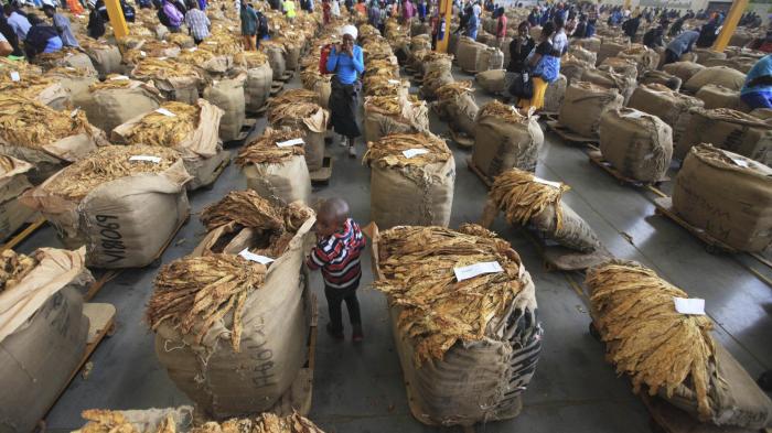 A child walks between bales of tobacco on an auction floor in Harare, Zimbabwe.  