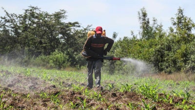 A man sprays pesticides at a maize farm in Nakuru, Kenya, April 28, 2020. © 2020 Sipa via AP Images