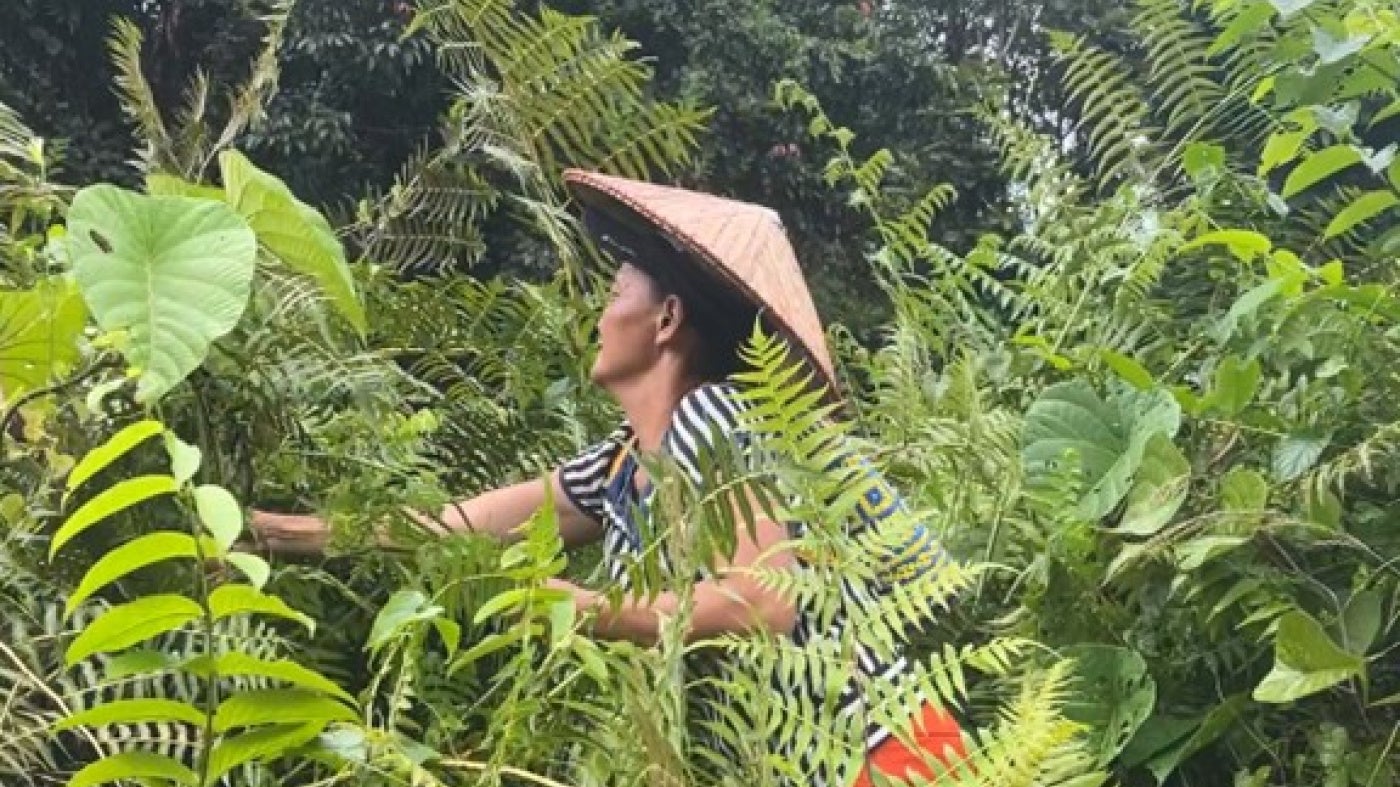 An Iban woman gathers an edible plant, paku, in Rumah Jeffery’s ancestral territory