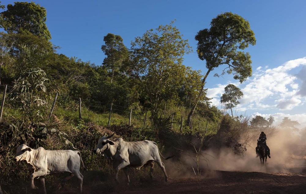 201909AME_Brazil_Rainforest_Defenders_photo_PT