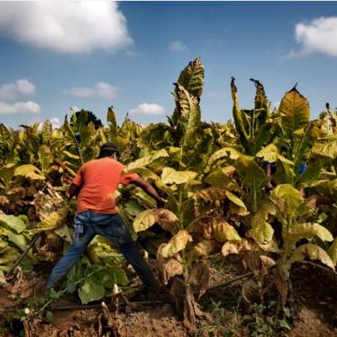 Un trabajador de 16 años cosecha tabaco en una granja de Kentucky.