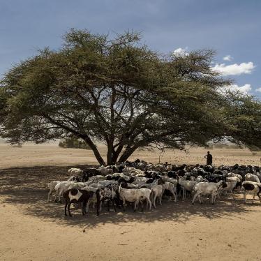Boys herding goats